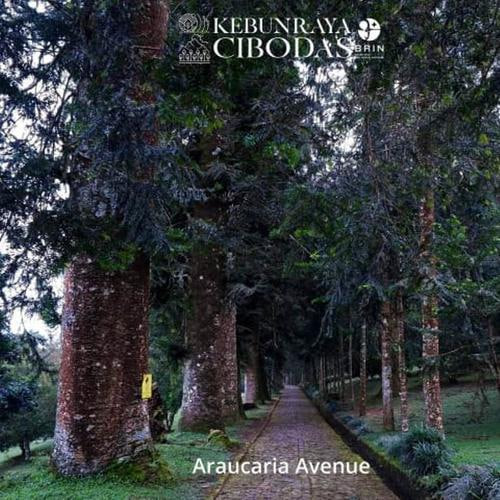 Kebun Raya Cibodas : Kunjungan Melonjak Usai Tiket Utama Dihapus